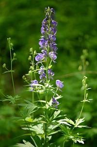 Northern monkshood in bloomCheck out this northern monkshood in full bloom at Driftless Area National Wildlife Refuge.Photo by Brandon Jones/USFWS. Original public domain image from Flickr