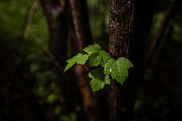 Rocky Mountain Maple (Acer glabrum). Original public domain image from Flickr