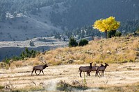 Bull elk with harem, Mammoth Hot Springs