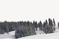 Pine forest border, winter landscape image psd