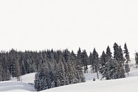 Pine forest border, winter landscape image