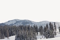 Pine forest border, winter landscape image psd