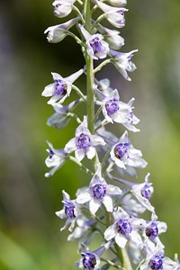 Mountain larkspur (Delphinium glaucum)