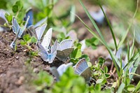 A kaleidoscope of butterflies (Boisduval's blue), Mammoth Hot Springs