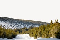 Pine forest border, winter landscape image psd