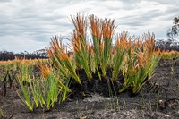 Post-bushfire recovery in AustraliaGrass trees sprouting new growth in Cape Conran Coastal Park, Victoria. (DOI/Neal Herbert). Original public domain image from Flickr