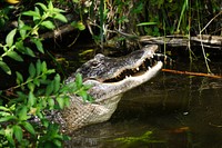 Alligator Eating Juvenile Gator