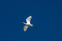 Great Egret (Ardea alba) are birds that present a safety hazard to pilots flying at Joint Base San Antonio (JBSA) - Randolph, in San Antonio, TX, on April 23, 2020.