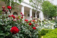 President Trump Returns to the White HouseRoses are seen in bloom Thursday, May 14, 2020, in Rose Garden of the White House. (Official White House Photo by Tia Dufour). Original public domain image from Flickr