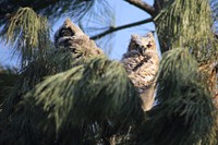 Great Horned Owls on the Caribou-Targhee National Forest. May 2020. (Forest Service Photos by Kelly Wickens). Original public domain image from Flickr