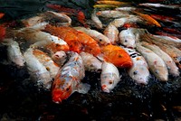 Koi carp (Cyprinus carpio Linnaeus, 1758) are a brightly coloured fish native to Asia and Europe. They are an ornamental variant of common carp (Cyprinus carpio carpio) and were developed by selective breeding from the Asian subspecies Cyprinus carpio haematopterus. They are one of the most popular ornamental pond fish in the world – some colour variants sell for thousands of dollars (especially in Japan). In the wild, koi carp keep their colour but not the forms that command high prices overseas. Feral koi carp have become a pest fish found on every continent in the world except in Antarctica. Original public domain image from Flickr