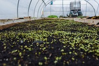 Greens, such as kale, continue to grow in one of the high tunnels at The Unity Gardens on Dec. 18, 2020 despite freezing temperatures outdoors.
