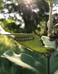 Monarch caterpillar on Asclepias sp. leaf at Chichaqua Wildlife Area, July 20, 2019. (USDA/NRCS photo by Darren K Manthei). Original public domain image from Flickr