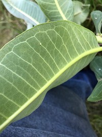 Monarch eggs on Asclepias sp. Leaf at Chichaqua Wildlife Area, July 20, 2019. (USDA/NRCS photo by Darren K Manthei). Original public domain image from Flickr