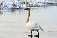 Trumpeter SwanTrumpeter swan on a winter day at Ottawa National Wildlife Refuge. Photo by Karl Fleming/USFWS. Original public domain image from Flickr