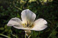 Mariposa Lily (Calochortus apiculatus). Original public domain image from Flickr