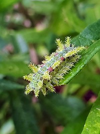 Spiny Oak Caterpillar