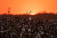 Sunset does not stop the harvest operation; lights come on and GPS will guide the harvester along the rows, during the Ernie Schirmer Farms cotton harvest which has family, fellow farmers, and workers banding together for the long days of work, in Batesville, TX, on August 23, 2020.
