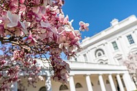 Magnolia tree blooms are seen Friday, March 26, 2021, in the Rose Garden of the White House. (Official White House Photo by Adam Schultz). Original public domain image from Flickr