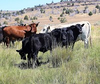 Cattle grazing on a public land allotment administered by the BLM&#39;s Eagle Lake Field Office in northeast California. Original public domain image from <a href="https://www.flickr.com/photos/blmcalifornia/51150033729/" target="_blank">Flickr</a>