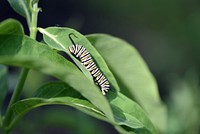 Monarch caterpillar on common milkweedMonarch caterpillars are busy chowing down on milkweed leaves and growing quickly. Most monarchs only spend 7-17 days in the caterpillar stage!Photo by Courtney Celley/USFWS. Original public domain image from Flickr