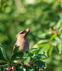 Cedar waxwing feeding on service berriesWe spotted this cedar waxwing feeding on service berries at Shiawassee National Wildlife Refuge in Michigan.Photo by Mike Budd/USFWS. Original public domain image from Flickr