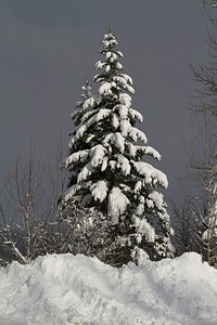 Snowy Tree. Original public domain image from Flickr