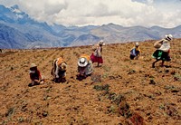 Local Peruvian women in traditional attire working on the field. Original public domain image from <a href="https://www.flickr.com/photos/peacecorps/5655444884/" target="_blank">Flickr</a>