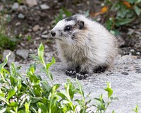 Marmot baby Photo by Ken Conger. Original public domain image from Flickr