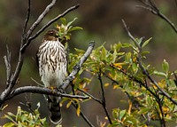 Sharp-shinned Hawk. Photo by Tim Rains. Original public domain image from Flickr