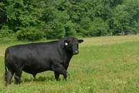 An Angus bull meanders along on a field on a Delaware farm on July 7, 2008. USDA photo by Alice Welch.. Original public domain image from Flickr