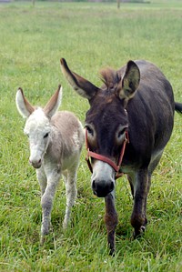 A female donkey and her foal graze on a farm in Delaware on July 7, 2008. A male donkey or ass is called a jack, a female a jenny or jennet. USDA photo by Alice Welch. Original public domain image from Flickr