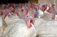 Farm-bred domesticated turkeys are big business in Rockingham County, Virginia on September 9, 2008. USDA photo by Bob Nichols.. Original public domain image from Flickr