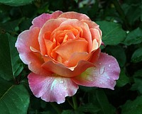Typhoon rose. Original public domain image from Flickr