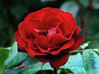 Lavaglut roseLavagult, German for lava glow, is not an easy name...but 'tis a great rose. Large glowing clusters of deep velvety red seem to continually 'erupt' from a blanket of glossy green leaves, creating a display that will warm your heart. Original public domain image from Flickr