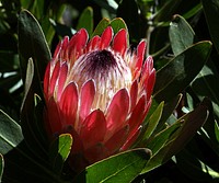 Protea. Original public domain image from Flickr
