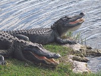 Alligators are on the top of many visitor's "must see" lists.