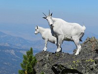 Mountain goats on Sepulcher Mountain. Nanny mountain goat with her kid on Sepulcher Mountain. Original public domain image from Flickr