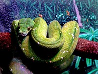 Green Python. Original public domain image from Flickr