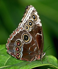 Blur Morph Under sideMorpho butterflies are coloured in metallic, shimmering shades of blue and green on the upper wing surface. The underside of the wings resembles foliage, with mottled brown, greys, blacks and reds. Original public domain image from Flickr
