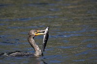 Double-crested Cormorant , NPSPhoto, R. Cammauf. Original public domain image from Flickr