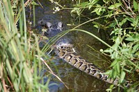 Alligator eats Burmese Python, NPSphotos