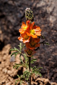 Globemallow (Sphaeralcea coccinea)