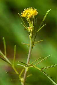 Western tansy-mustard (Descurainia pinnata)