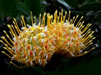 Yellow pincushion protea. Original public domain image from Flickr