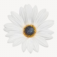 White daisy, botanical design