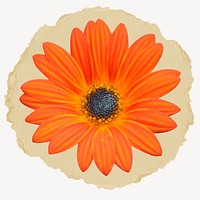 Orange daisy, botanical concept, ripped paper design