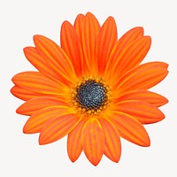 Orange daisy collage element psd