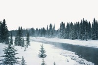 Pine forest lake border, nature landscape  psd