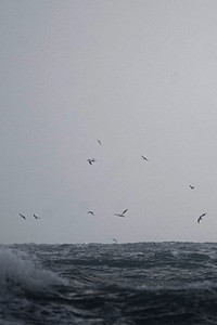 Birds flying in the sea landscape background